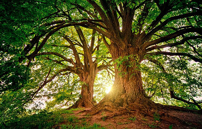 Arbol, puesta de sol