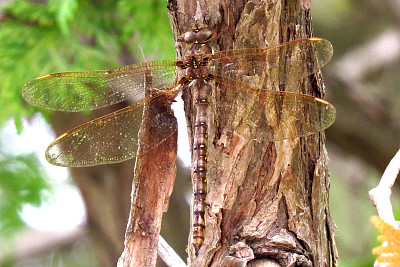 Boyeria vinosa