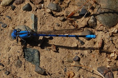 Argia agroides