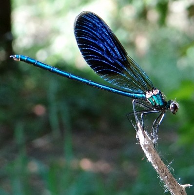 Calopteryx splendens