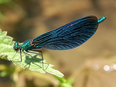 Calopteryx viridis