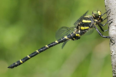 Cordulegaster bidentata