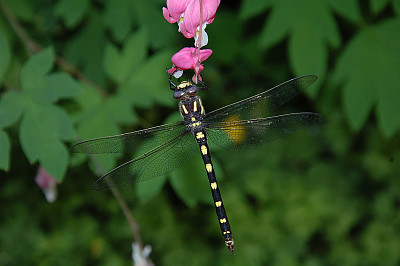 Cordulegaster dorsalis