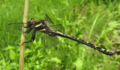 Cordulegaster obliqua