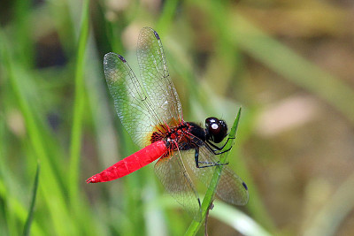 Aethriamanta brevipennis