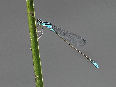 Aciagron fragilis