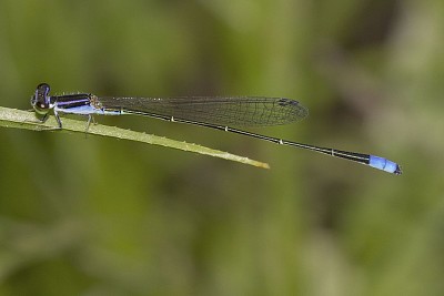 Aciagron approximas