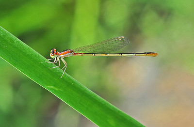 Agriocnemis pygriae