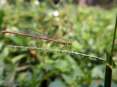 Ceriagrion olivacea