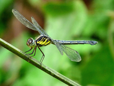 Cratilla lineata