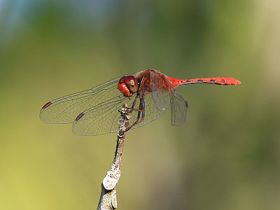 Diplacodes bipunctata