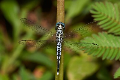 Acisoma panorpoides