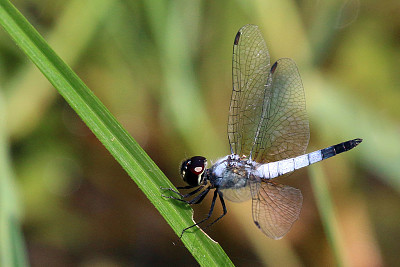 Aethriamanta gracilis