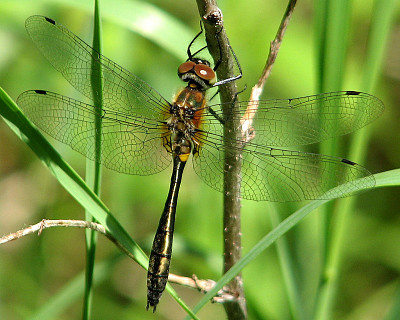 Dorocordulia libera