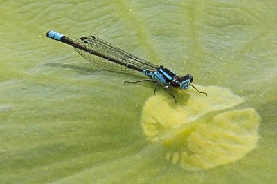 Enallagma geminatum