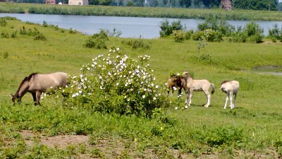 paarden