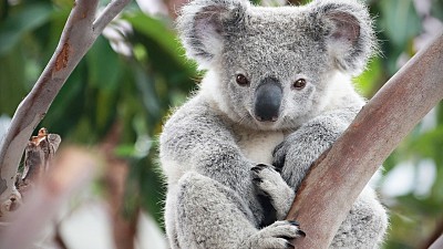 koala