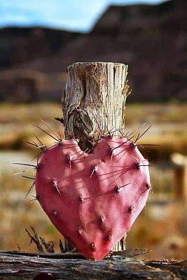 AMOR DE NOPAL