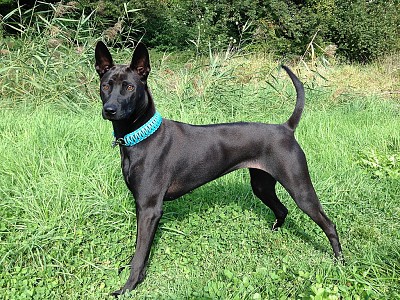 Thai ridgeback