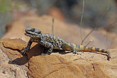 Agama roughtail rock