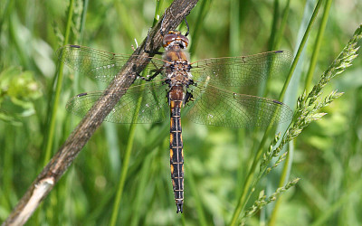 Epitheca cynosura