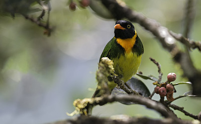 Fruttaio beccoarancio