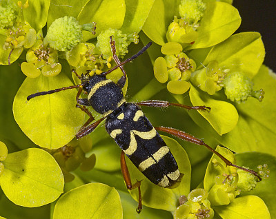 Euphorbia flavicoma