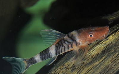 Otocinclus zebra