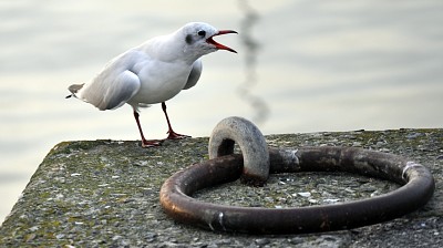 Mouette