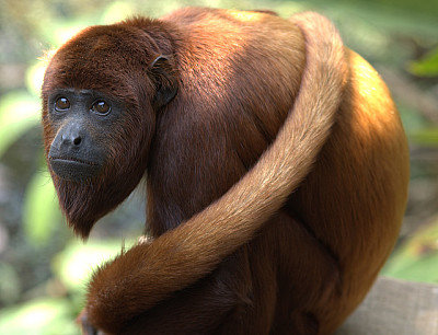 Alouatta seniculus