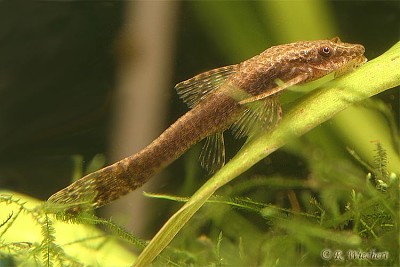 Otocinclus negros