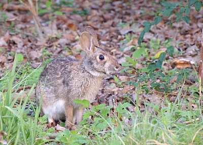 Sylvilagus acquaticus