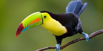 Tucan