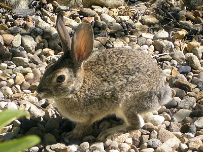 Sylvilagus audubonii