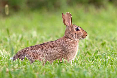 Sylvilagus floridanus