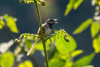 Prinia atrogularis