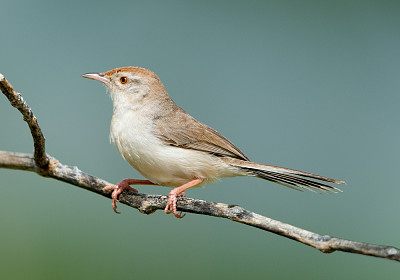 Prinia buchanani