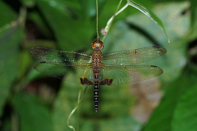 Hydrobasileus croceus