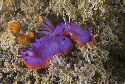 Mexichromis macropus