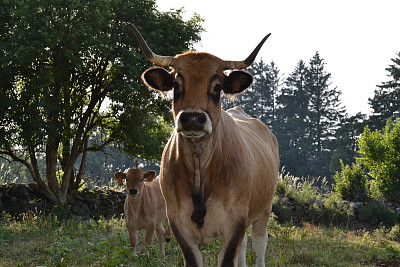 aubrac