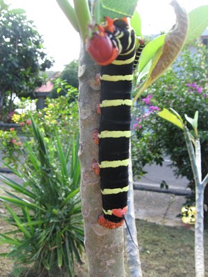 chenille de martinique