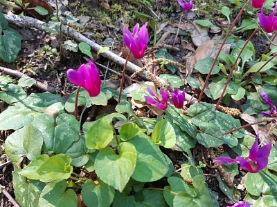 Cyclamens