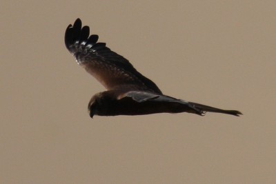 Albanella bianconera