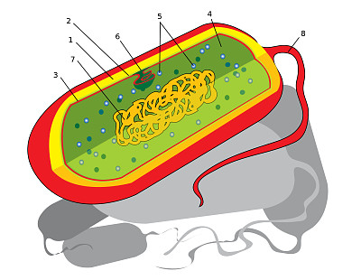 celula