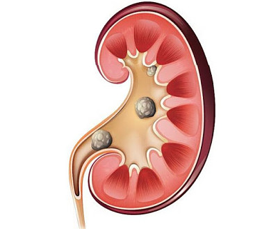 sistema excretor