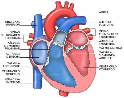 sistema circulatorio