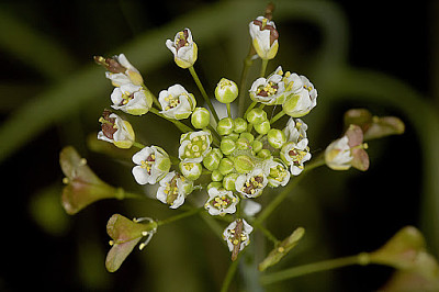 Caspella Bursa-pastoris