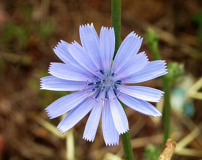 Cichorium Intybus