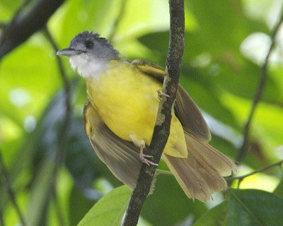 Bulbul dal ventregiallo