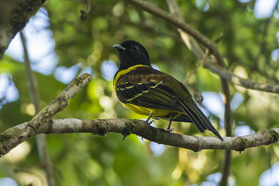 Carpornis cucullata jigsaw puzzle